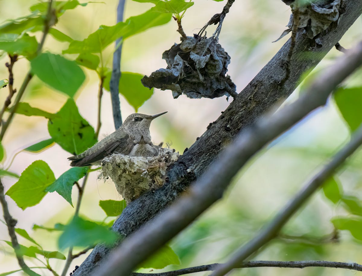 Hummingbird Nests What You Need to Know
